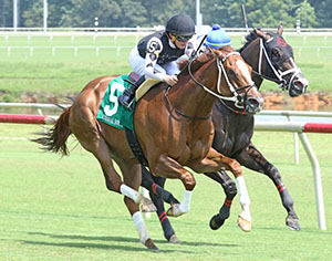 Just Might Horse Racing