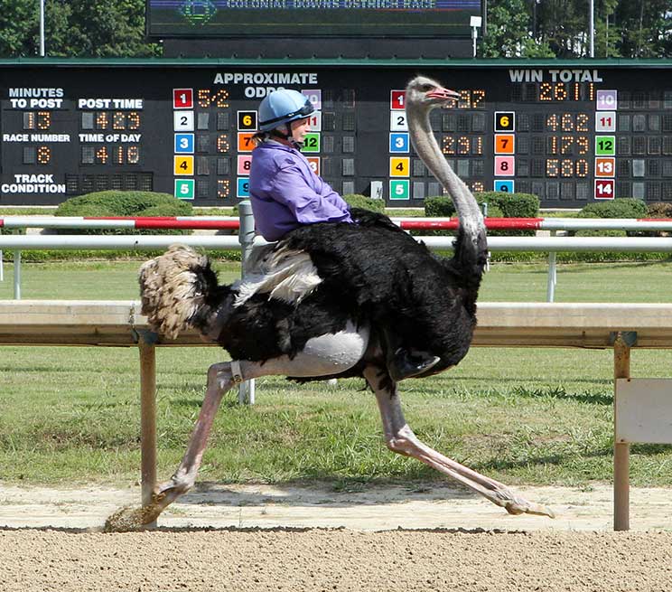 Ostrich Racing