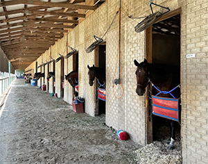 Horses in barn at Colonial Downs in New Kent