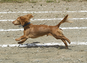 Wiener Dog running