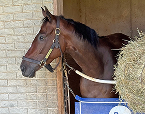 Spanish Eyes horse