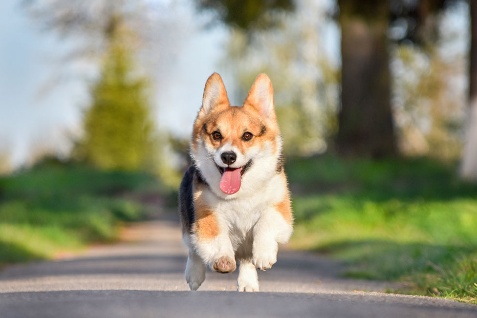 Corgi running