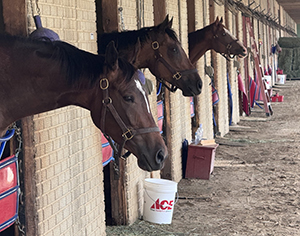 horses at colonial downs in new kent