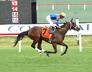 Day to Day Horse