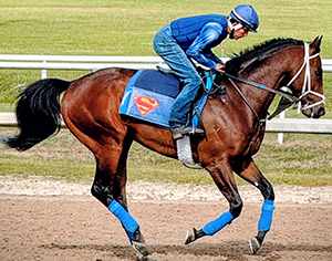 Enlighten horse