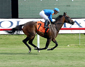 horses racing