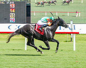 DAY TO DAY horse racing